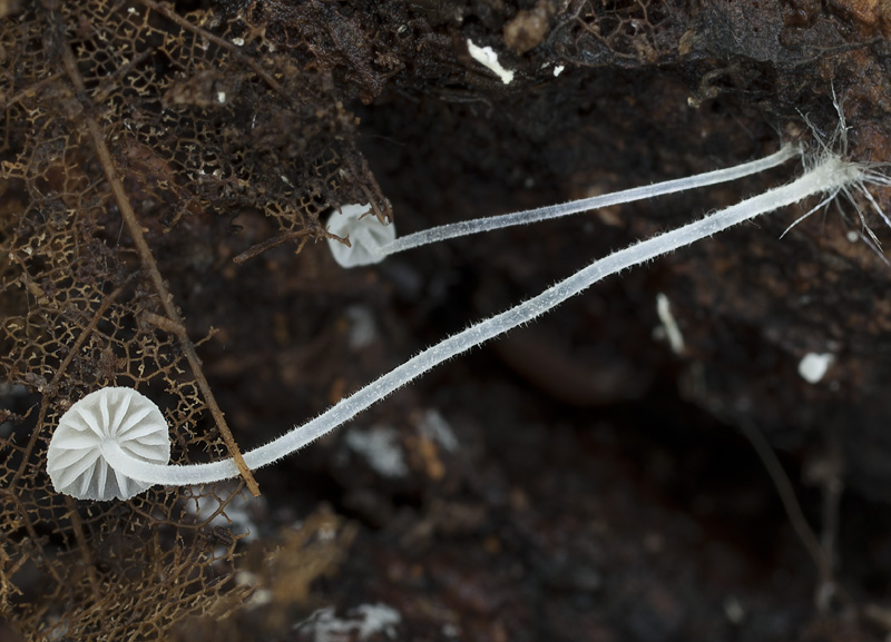 Mycena alba